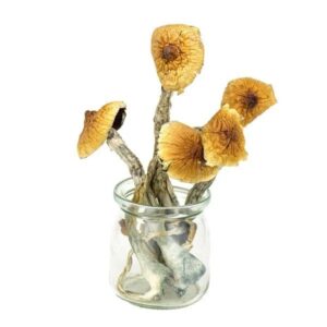 Mungus – Brazilian Magic Mushrooms